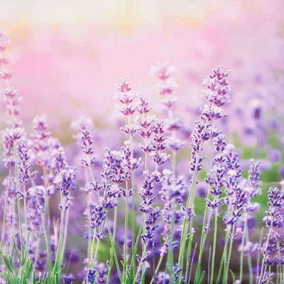 Garden Collection Tuindoek