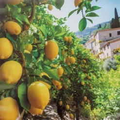 Garden Collection Tuindoek