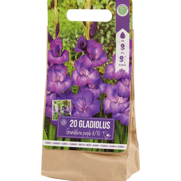 Gladiolen Bloembollen