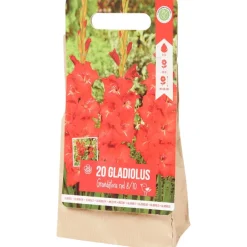 Gladiolen Bloembollen