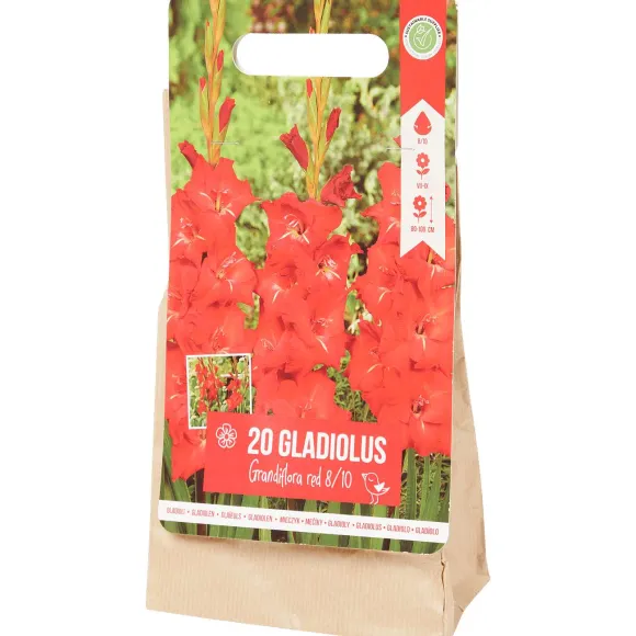 Gladiolen Bloembollen