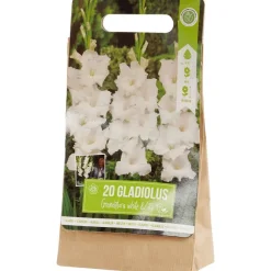 Gladiolen Bloembollen