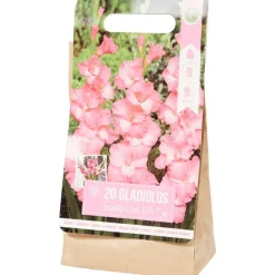 Gladiolen Bloembollen