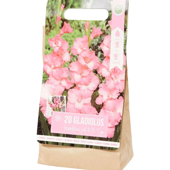 Gladiolen Bloembollen