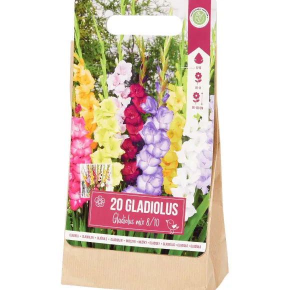 Gladiolen Bloembollen